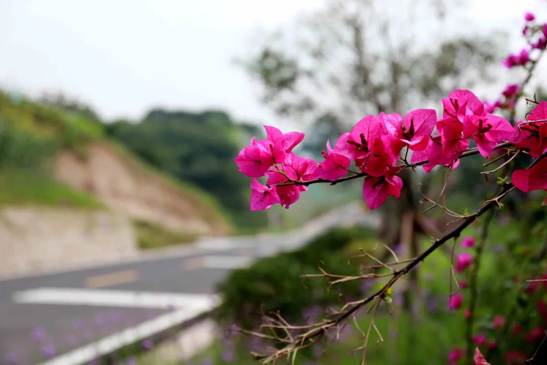 泸州首条“爱情”公路通车啦!快来拍照~(图8) 4.jpg