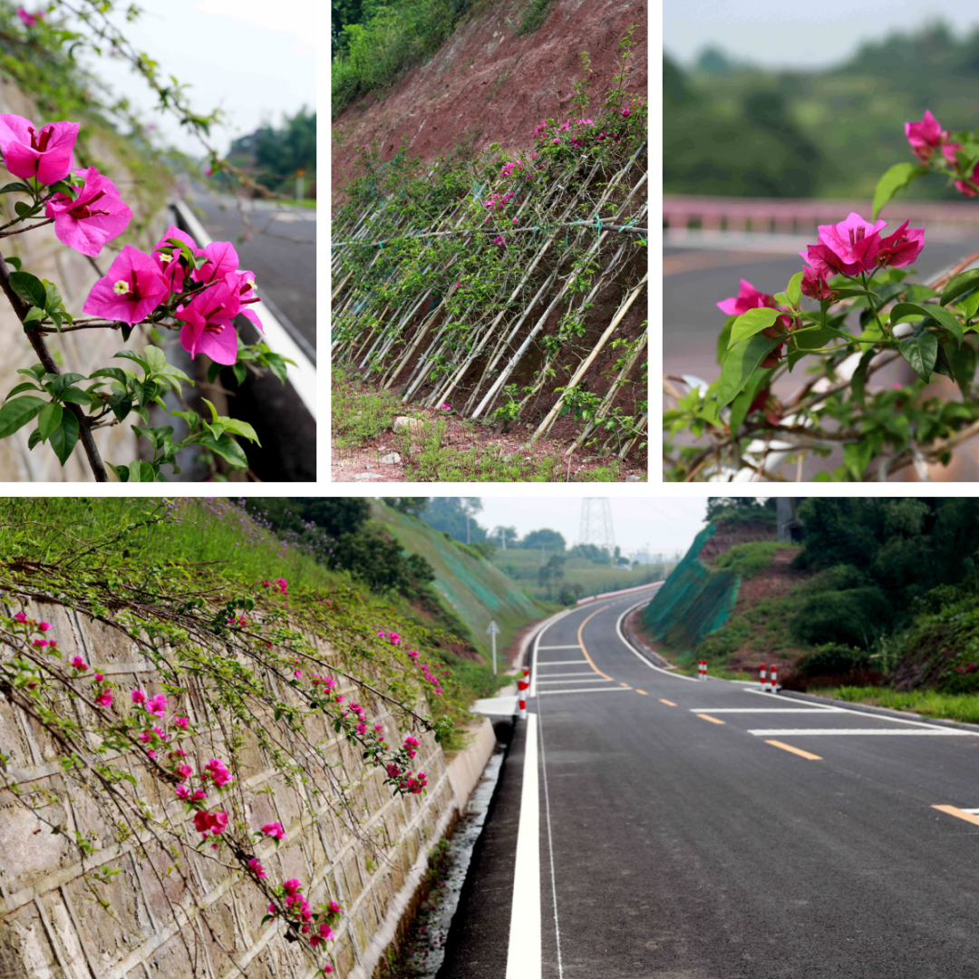 泸州首条“爱情”公路通车啦!快来拍照~(图9) 微信图片_20220702084948.png