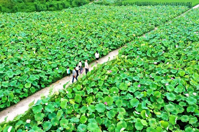 创建天府旅游名县|纳溪区天仙镇清凉村:映日荷花别样红(图1) 1.jpg
