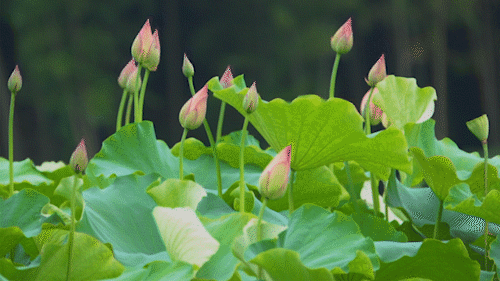 创建天府旅游名县|纳溪区天仙镇清凉村:映日荷花别样红(图2) 2.gif