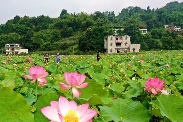 创建天府旅游名县纳溪区天仙镇清凉村映日荷花别样红