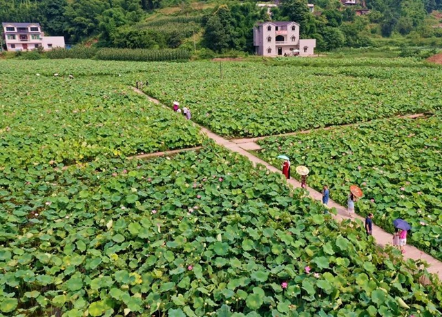 创建天府旅游名县|纳溪区天仙镇清凉村:映日荷花别样红(图11) 11.jpg