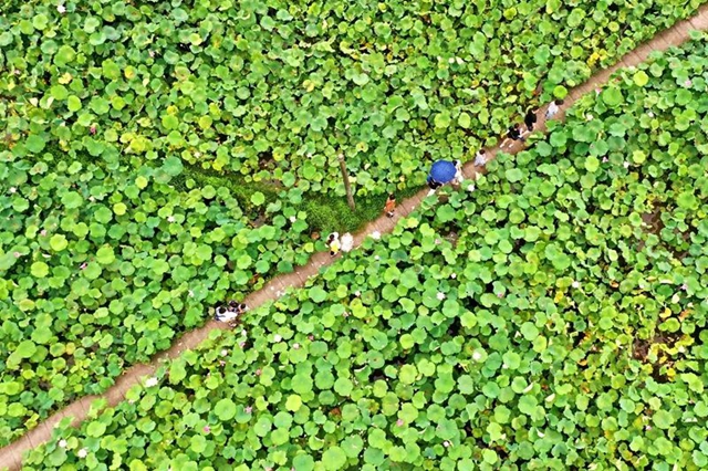 创建天府旅游名县|纳溪区天仙镇清凉村:映日荷花别样红(图12) 12.jpg