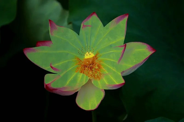 创建天府旅游名县|纳溪区天仙镇清凉村:映日荷花别样红(图13) 13.jpg