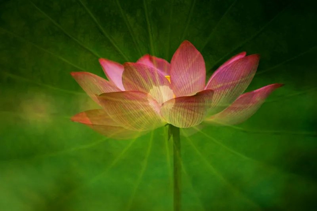 创建天府旅游名县|纳溪区天仙镇清凉村:映日荷花别样红(图15) 15.jpg