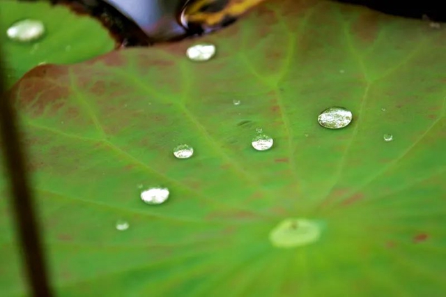 创建天府旅游名县|纳溪区天仙镇清凉村:映日荷花别样红(图14) 14.jpg