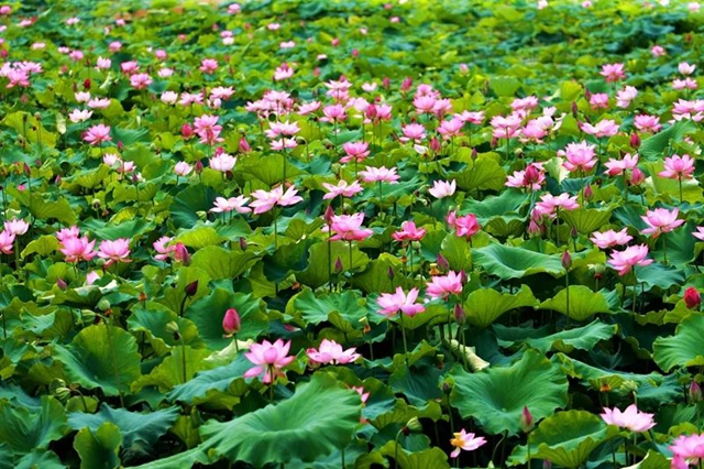 创建天府旅游名县|纳溪区天仙镇清凉村:映日荷花别样红(图4) 4.jpg