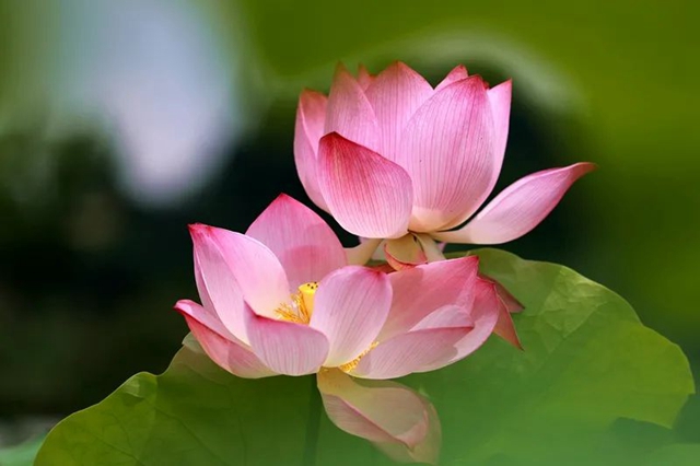 创建天府旅游名县|纳溪区天仙镇清凉村:映日荷花别样红(图6) 6.jpg