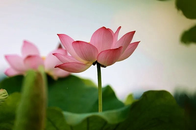 创建天府旅游名县|纳溪区天仙镇清凉村:映日荷花别样红(图7) 7.jpg