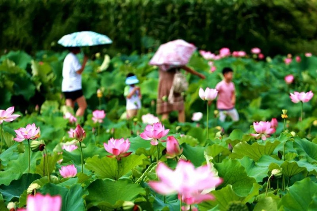 创建天府旅游名县|纳溪区天仙镇清凉村:映日荷花别样红(图9) 9.jpg