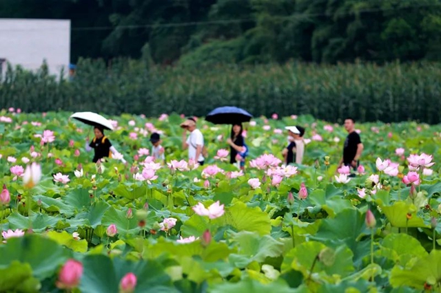 创建天府旅游名县|纳溪区天仙镇清凉村:映日荷花别样红(图10) 10.jpg