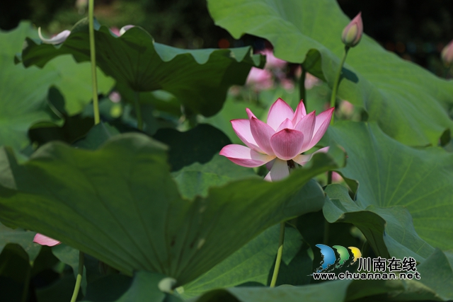 合江县凤鸣镇:荷花开正艳,游客打卡忙!(图2) zl12.jpg