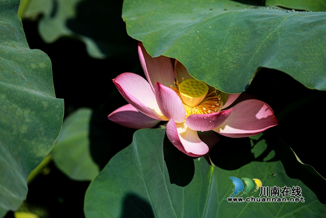 合江县凤鸣镇:荷花开正艳,游客打卡忙!(图3) zl14.jpg