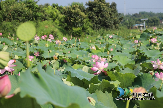 合江县凤鸣镇:荷花开正艳,游客打卡忙!(图7) zl01.jpg