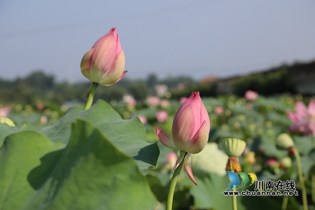 合江县凤鸣镇:荷花开正艳,游客打卡忙!(图9) zl03.jpg