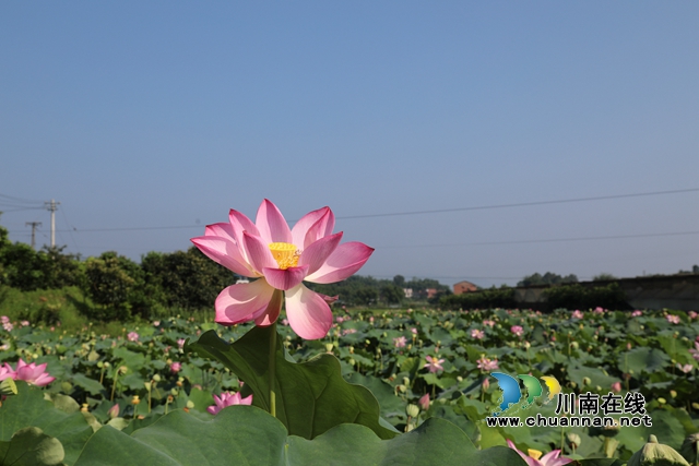 合江县凤鸣镇:荷花开正艳,游客打卡忙!(图8) zl02.jpg