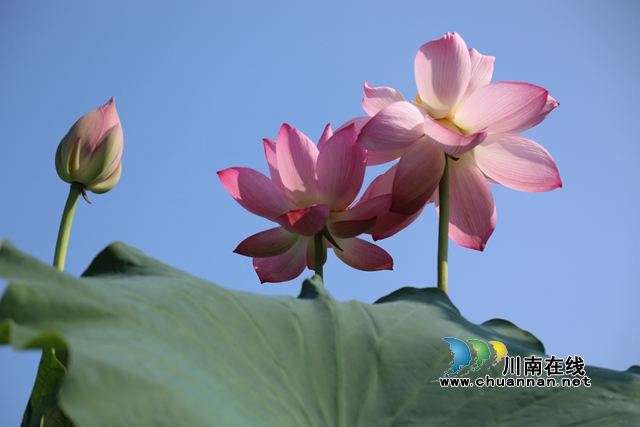 合江县凤鸣镇:荷花开正艳,游客打卡忙!(图11) zl06.jpg