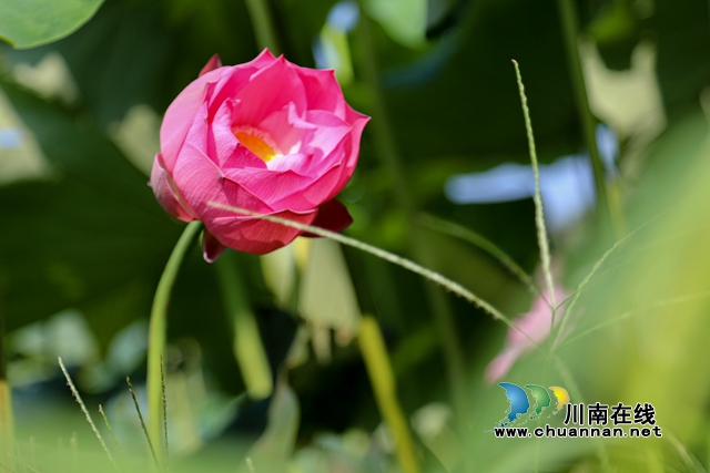 合江县凤鸣镇:荷花开正艳,游客打卡忙!(图12) zl07.jpg