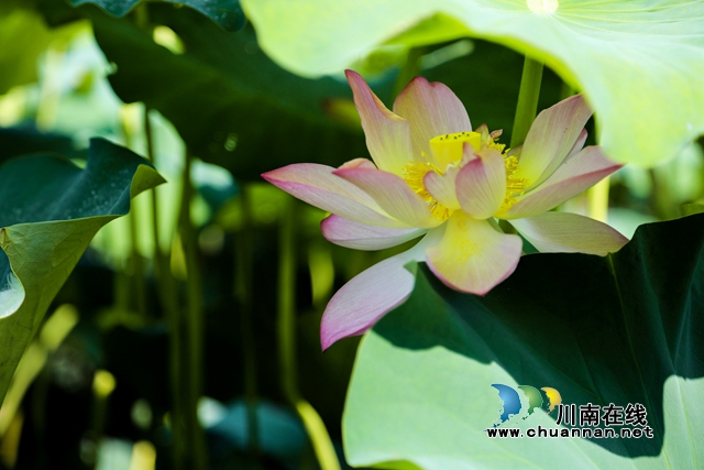 合江县凤鸣镇:荷花开正艳,游客打卡忙!(图13) zl08.jpg