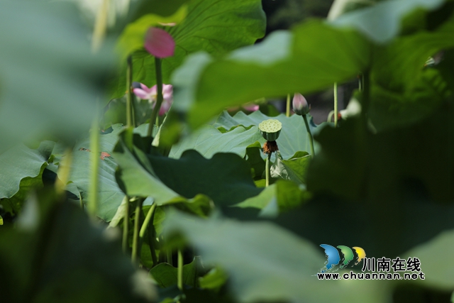 合江县凤鸣镇:荷花开正艳,游客打卡忙!(图15) zl18.jpg