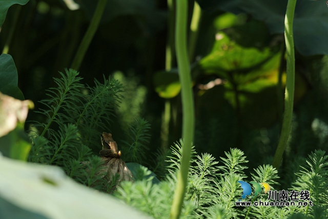 合江县凤鸣镇:荷花开正艳,游客打卡忙!(图16) zl19.jpg