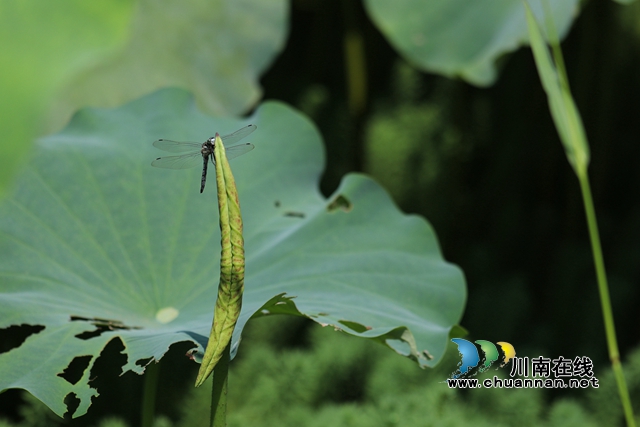 合江县凤鸣镇:荷花开正艳,游客打卡忙!(图14) zl17.jpg