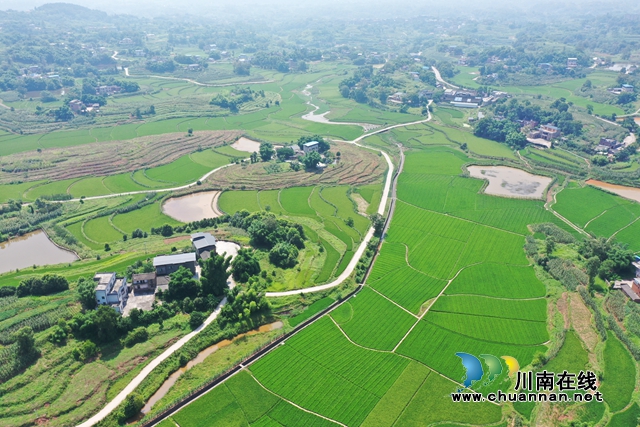 无人机施药显身手!泸县杂交水稻制种实现全程机械化(图2) 泸县太伏镇杂交水稻制种基地.jpg