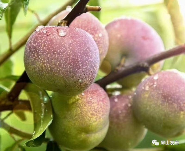 熟了！屏山茵红李大量上市啦！预计今年总产量11万吨