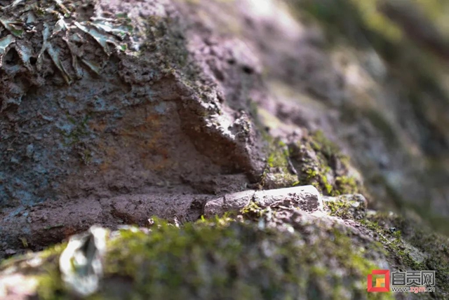 自贡青龙山恐龙化石群研究最新进展!(图8) 8.jpg