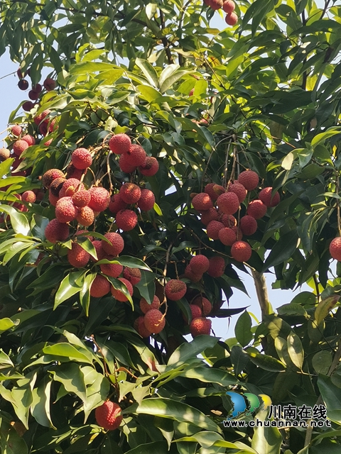 果农只管种,供销全包销!泸县牛滩镇营山荔枝丰收上市(图1) 丰收的荔枝(曾佐然摄).jpg