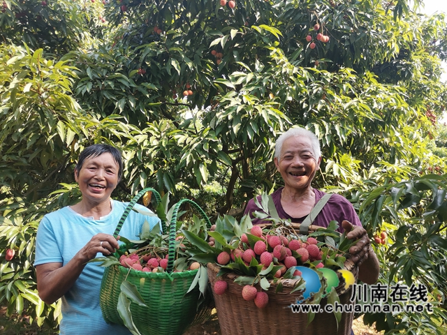 果农只管种,供销全包销!泸县牛滩镇营山荔枝丰收上市(图3) 荔枝成熟,村民笑了(曾佐然摄).jpg