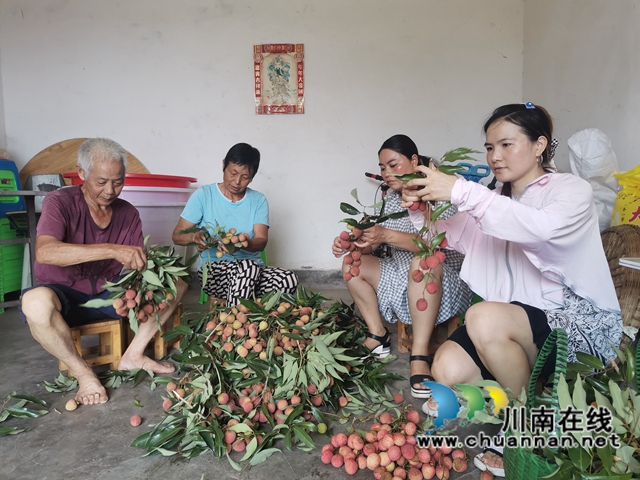 果农只管种,供销全包销!泸县牛滩镇营山荔枝丰收上市(图5) 组织销售荔枝(曾佐然摄).jpg