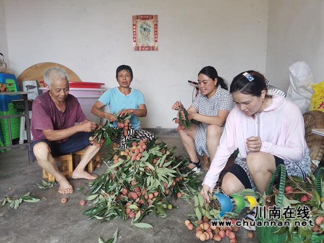 果农只管种,供销全包销!泸县牛滩镇营山荔枝丰收上市(图6) 组织销售荔枝1(曾佐然摄).jpg