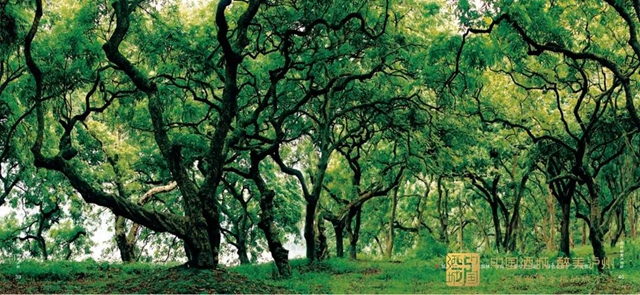 2022版城市宣传画册《衔杯却爱泸州好》亮相!(图9) 9.jpg