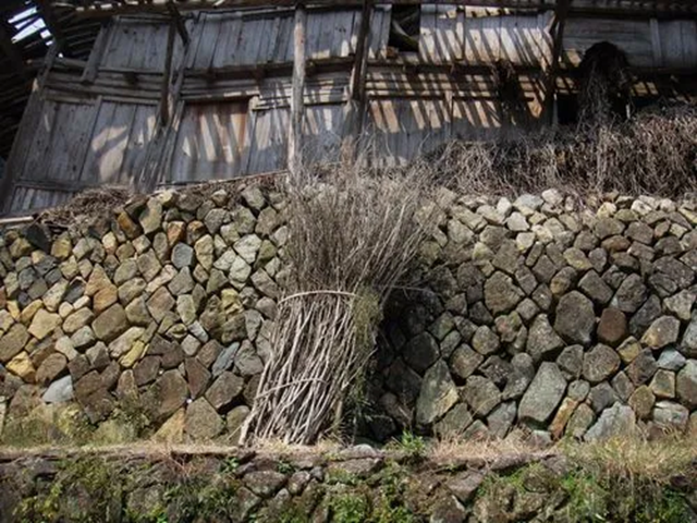 紧急！泸州大爷砍柴被树枝插头