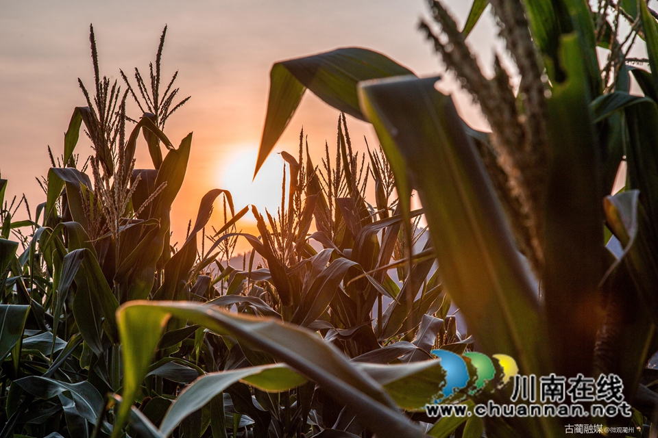 古蔺双沙:魔芋基地玉米甜,套种丰收喜眉梢(图1) 微信图片_20220718152602.jpg