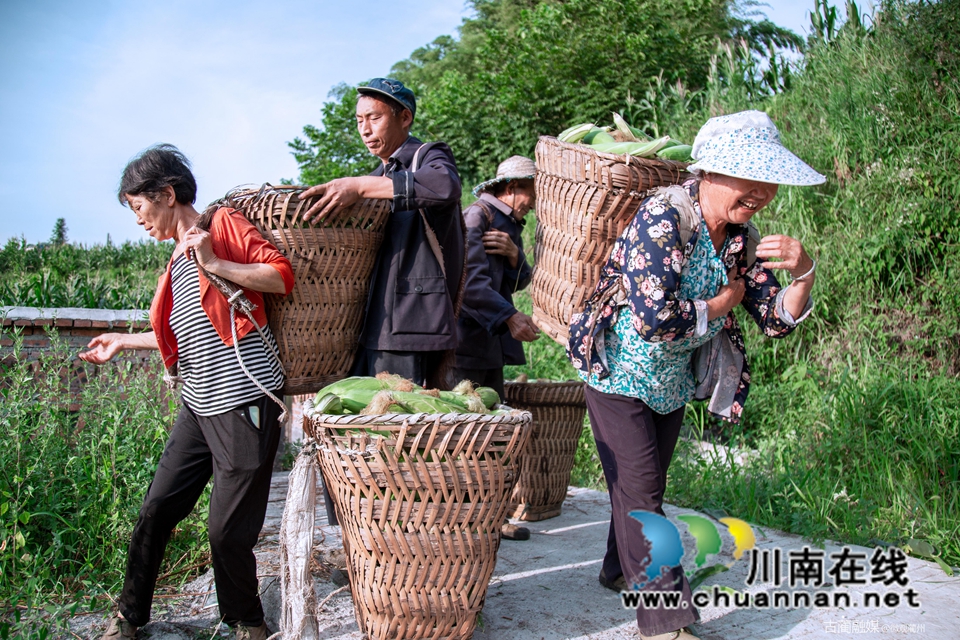 古蔺双沙:魔芋基地玉米甜,套种丰收喜眉梢(图2) 微信图片_20220718152459.jpg