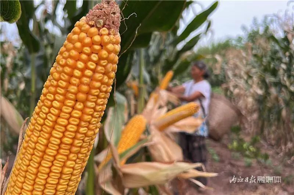 遍地是“黄金”!内江这里的村民喜笑颜开(图2) 2.jpg