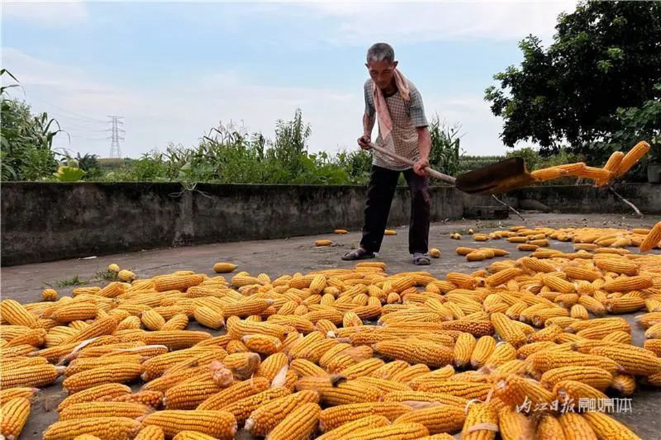 遍地是“黄金”!内江这里的村民喜笑颜开(图3) 3.jpg