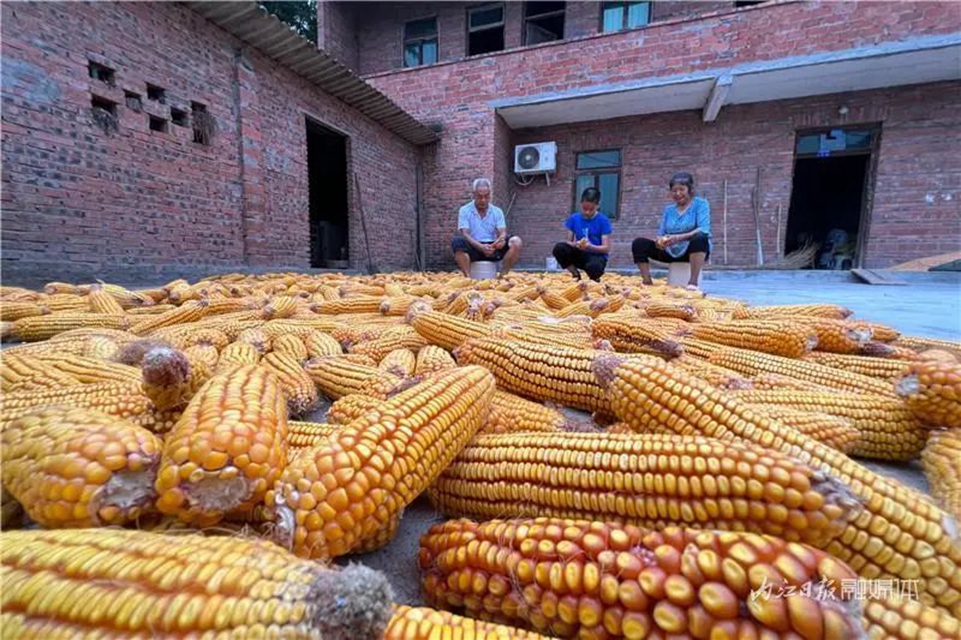 遍地是“黄金”!内江这里的村民喜笑颜开(图9) 9.jpg