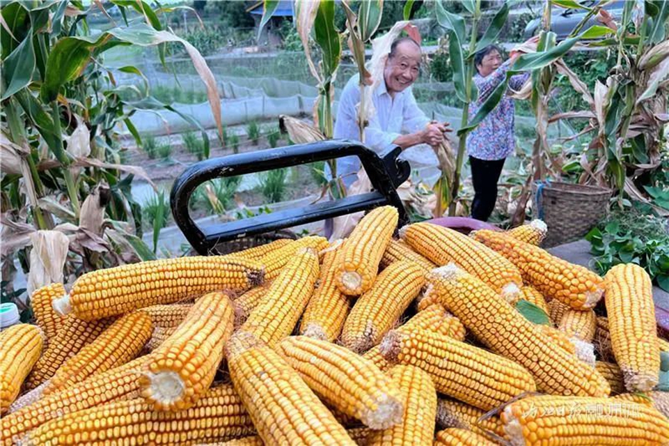 遍地是“黄金”!内江这里的村民喜笑颜开(图6) 6.jpg