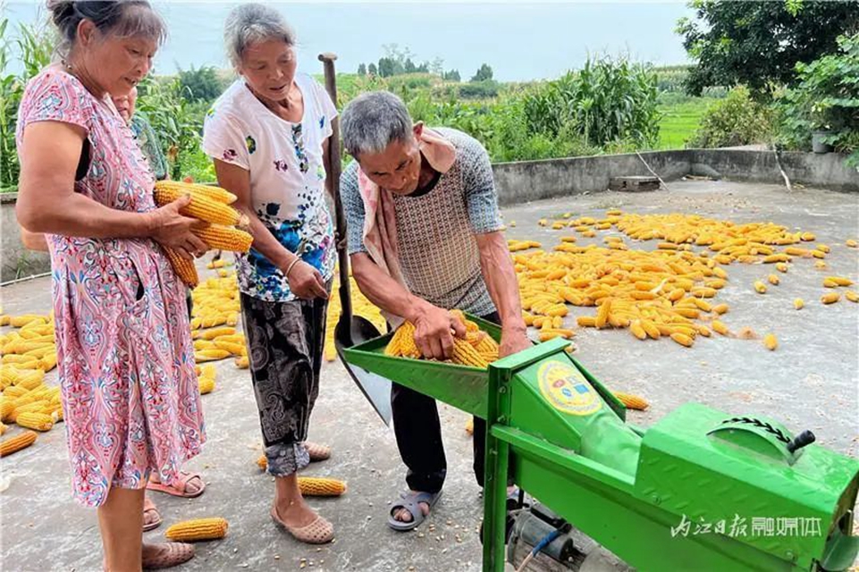 遍地是“黄金”!内江这里的村民喜笑颜开(图7) 7.jpg