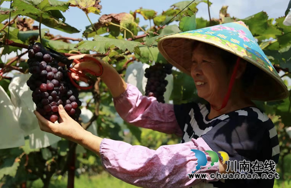 合江县望龙镇:种下葡萄藤,结出“致富果”(图2) 2.jpg