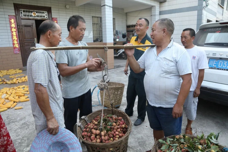 荔枝合江:电商企业上门收购,荔枝销路不愁(图1) 1.jpg