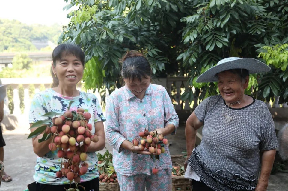 荔枝合江:电商企业上门收购,荔枝销路不愁(图2) 2.jpg