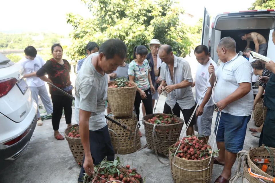 荔枝合江:电商企业上门收购,荔枝销路不愁(图3) 3.jpg
