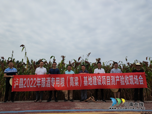泸县2022年酿酒专用粮（高粱）基地建设项目测产验收现场会（曾佐然摄）.jpg