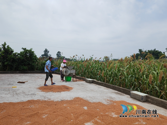 村民除壳晒高粱（曾佐然摄）.jpg