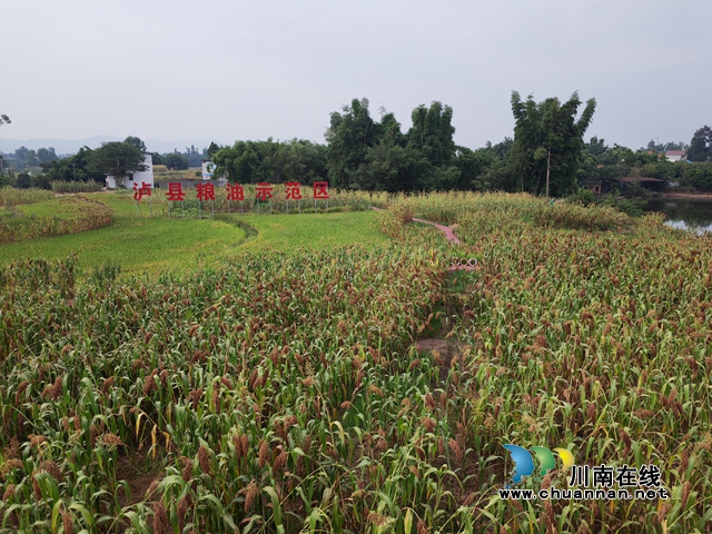 泸县粮油示范区方洞镇陈田村高粱映蓝天（曾佐然摄）.jpg