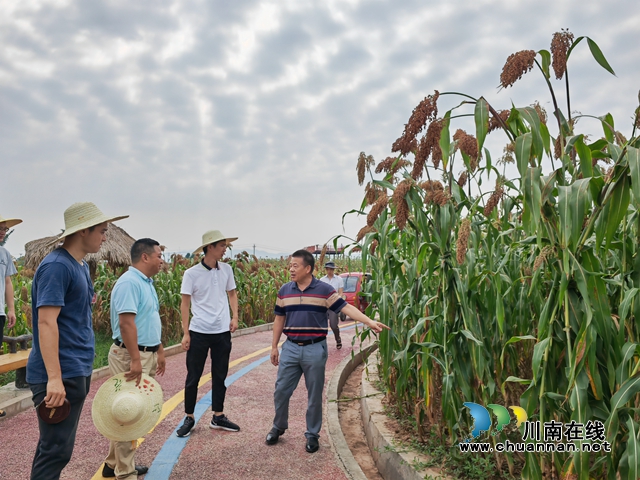 专家现场观察高粱长势（曾佐然摄）.jpg